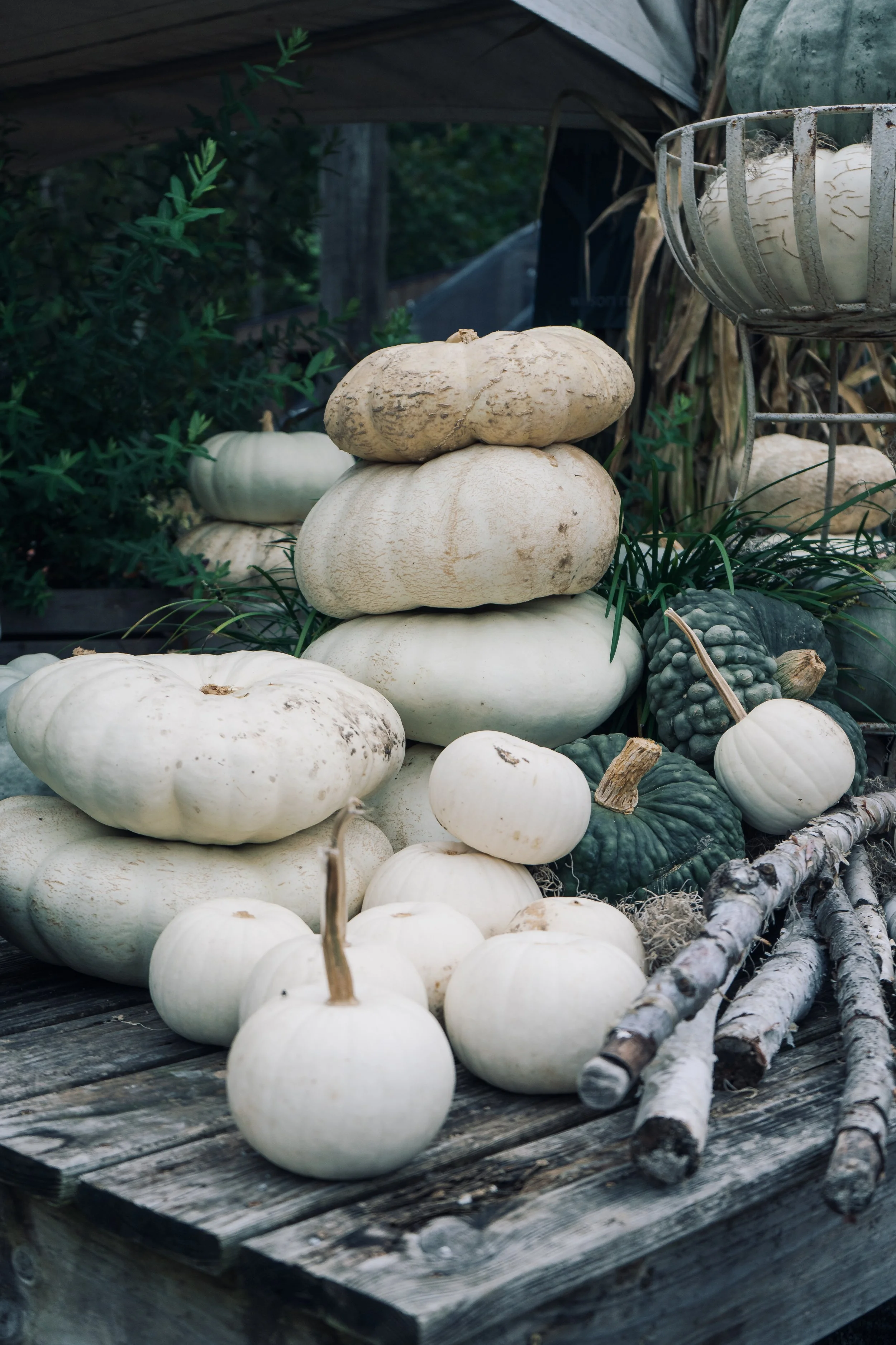 pumpkin days are here — Wilson Plant Co
